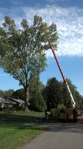 A large tree branch removal.