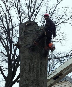 Louisville Tree Removal