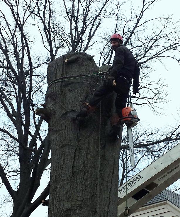 Climb-Ax tree service company