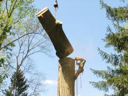Tree worker cutting a massive portion of the tree trunk off with a crane.