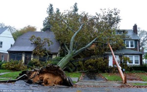 A tree that has been uprooted from the curb of the street that fell onto a house. This photo showing a example for the need of emergency tree removal.
