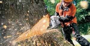 Large tree cutting using a notch at the base of a tree in Louisville.