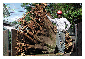 Large uprooted stump as tall as a man.