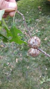 Horned Oak Gall on a branch of a tree.