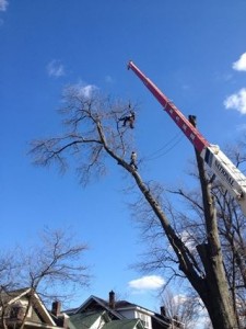 Climb-Ax Tree Service using their crane for a large dead tree removal.