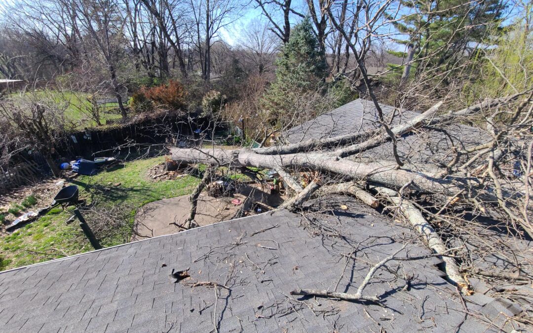 Emergency Tree Removal – Louisville, KY